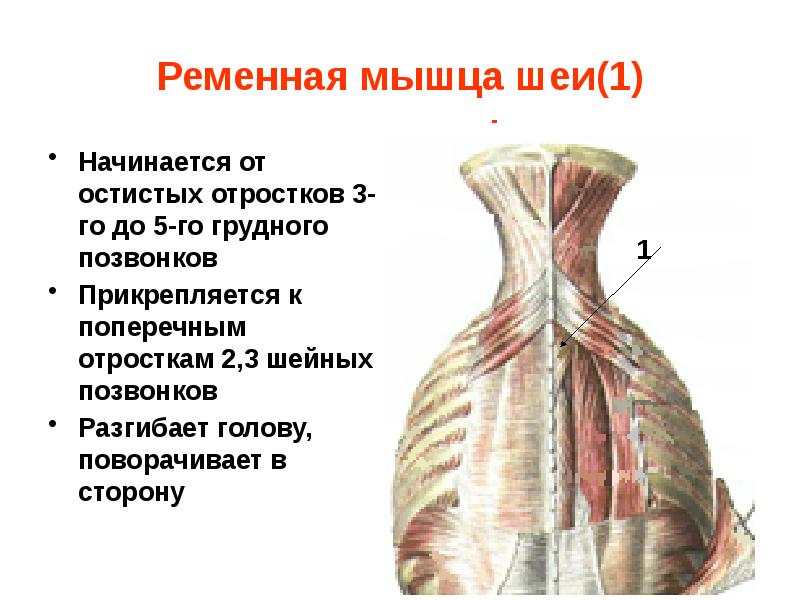 Ременная Мышца Головы Фото