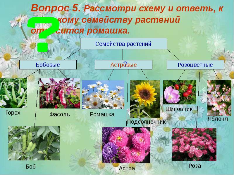Систематика Ромашки Аптечной