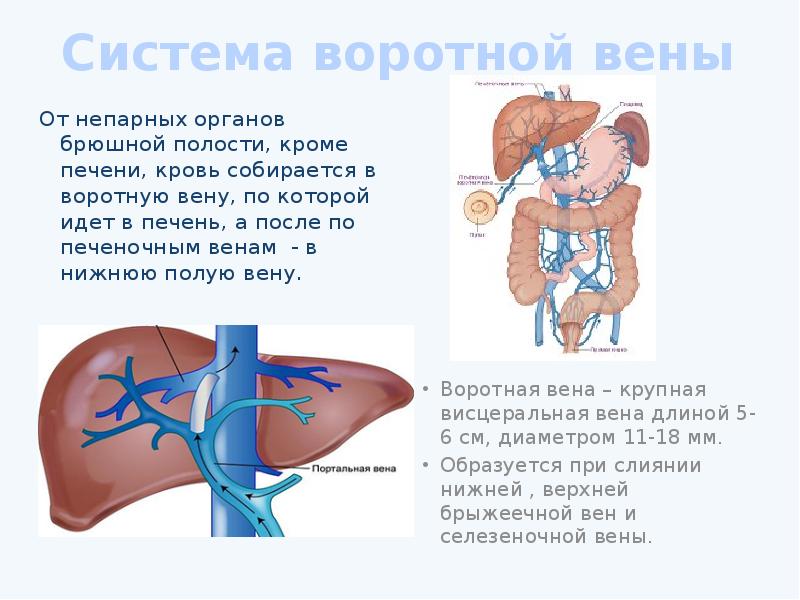 Варикоз Вен Брюшной Полости Симптомы