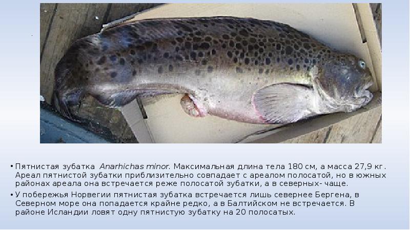 Зубатка Пятнистая Фото Рыбы С Головой