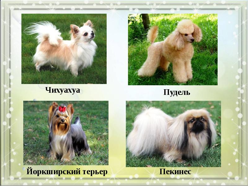 Чихуахуа И Той Терьер Сравнение Фото