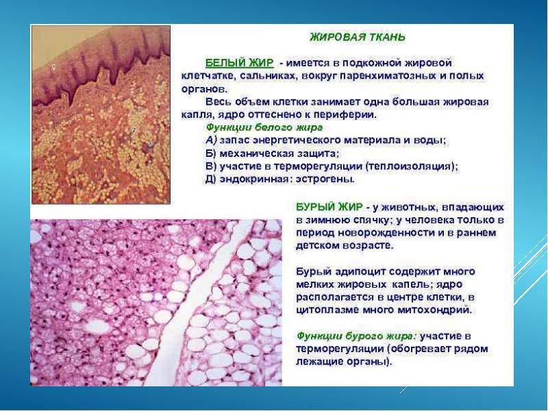 Mature fibroadipose tissue