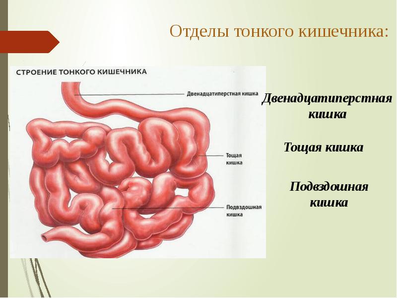 Скачать Секс С 18 Летней Тощей Кишкой