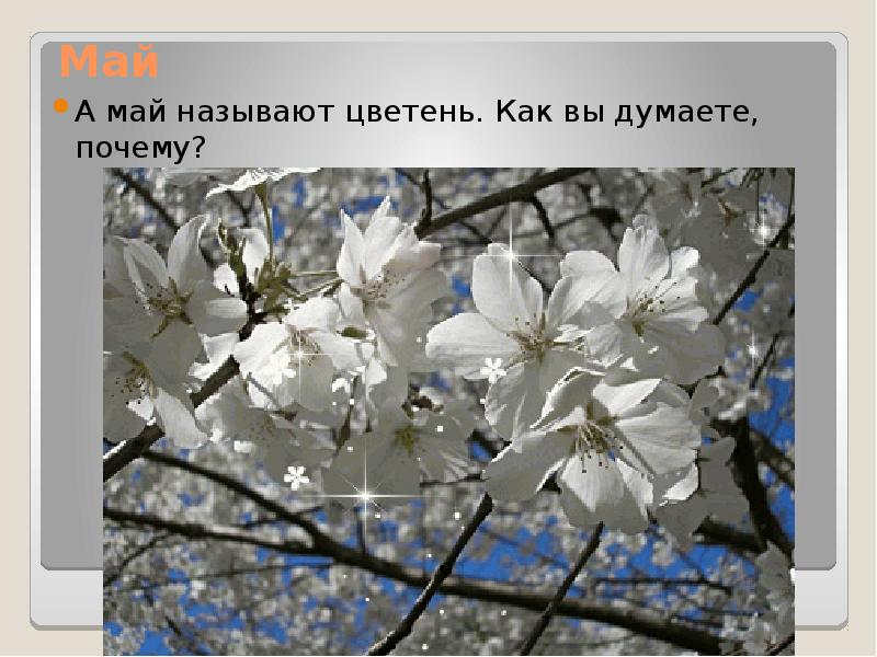 Яблоня Благая Весть Фото – Telegraph