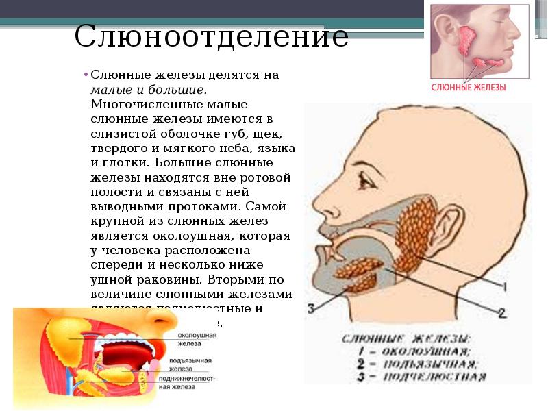 Суки получили за щечки твердые фаллосы