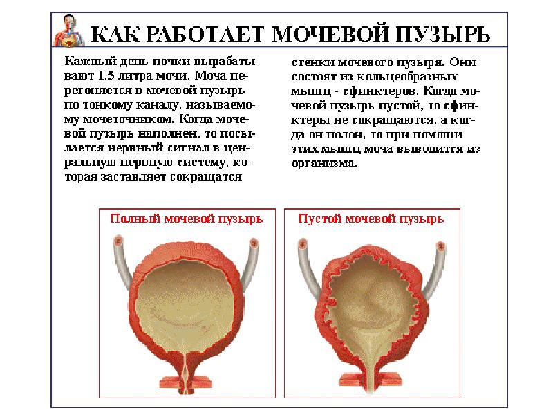 Мочевой Пузырь Во Время Секса