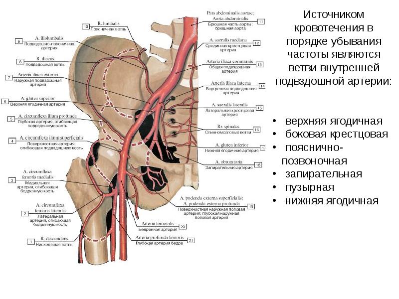 Вены Аркуатного Сплетения