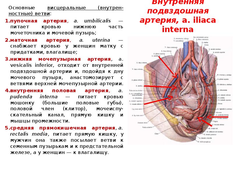 Промежность -  твоя эрогенная зона - Товары для мужчин