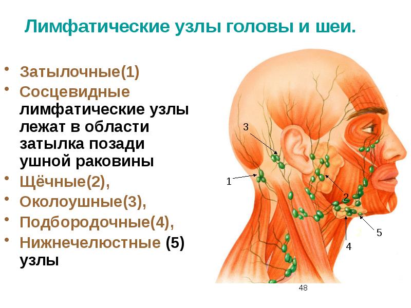 Вены Щечной Области