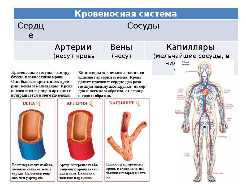 Вены Артерии Капилляры