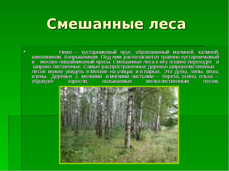 Реферат На Тему Леса России 4 Класс