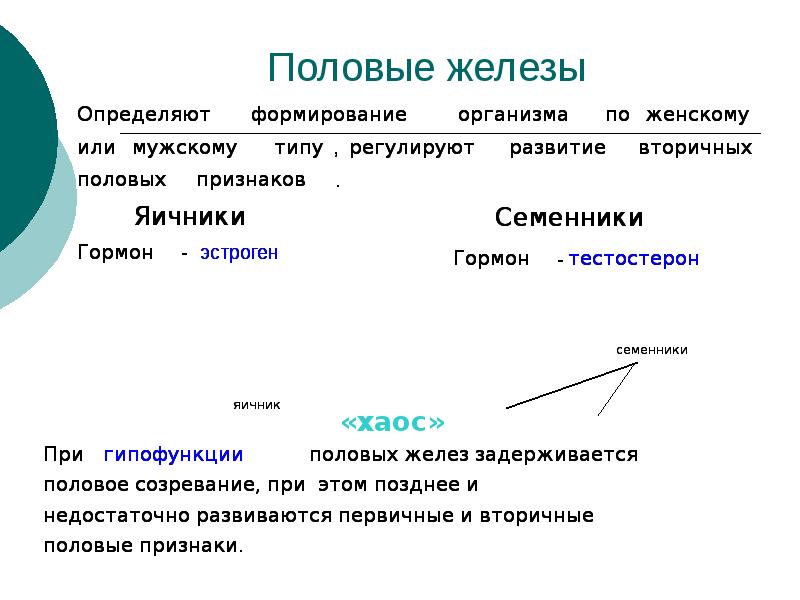 Презентация половые железы