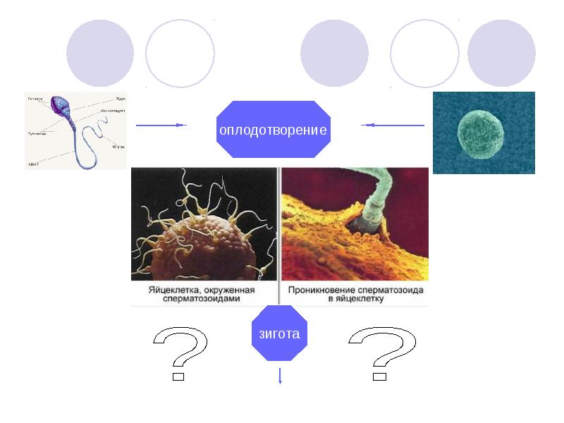 3 оплодотворение. Яйцеклетка окруженная сперматозоидами. Различия яйцеклетки и сперматозоида. Сперматозоид проникает в яйцеклетку. Сперматозоид и яйцеклетка.
