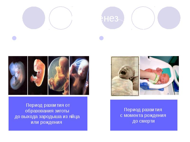 Период рождения. Эмбриональное и постэмбриональное развитие. Онтогенез эмбриональное развитие постэмбриональное развитие. Онтогенез схема эмбриональное и постэмбриональное развитие. Эмбриональный и постэмбриональный период развития.