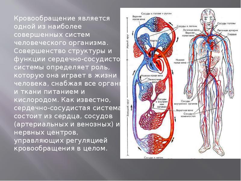 Кровообращение является одной из наиболее совершенных систем человеческого организма. Совершенство структуры