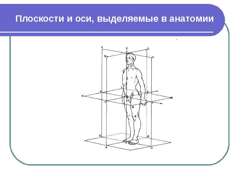 Оси и плоскости человека рисунок