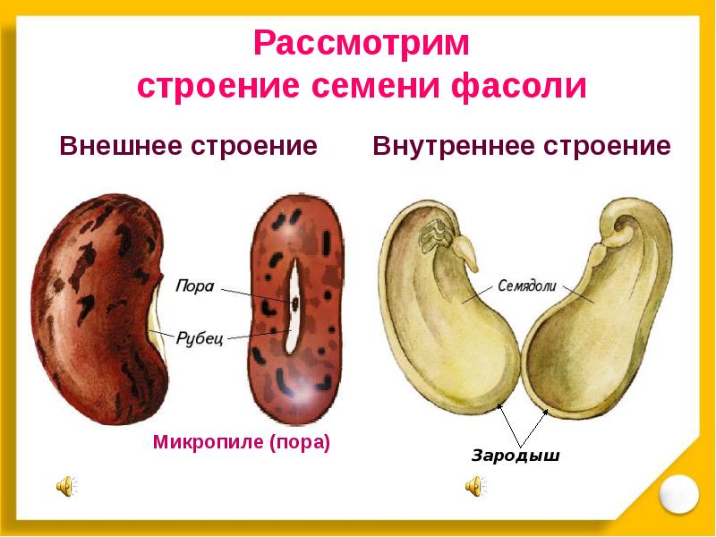 Строение фасоли биология. Семена фасоли строение зародыша. Семена внешнее и внутреннее строение. Семя внешнее и внутреннее строение семени. Внешнее и внутреннее строение семени фасоли.