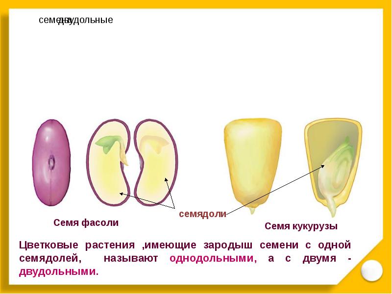 Презентация строение семян двудольных и однодольных семян