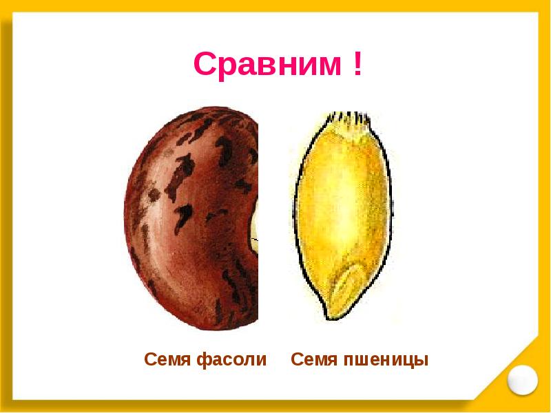 Строение семян презентация. Строение семени 6 класс биология. Строение семени банана. Строение семени перца болгарского.