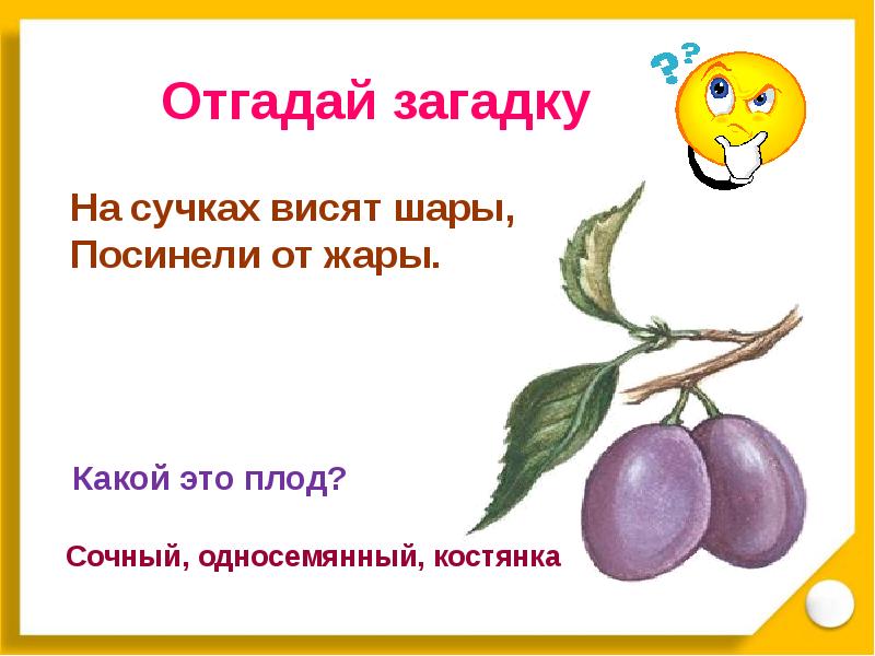 Загадка 6 семечек куда делись 4. Загадки про плоды. Загадки на тему плоды. Загадки о семенах и плодах. Загадки по биологии.