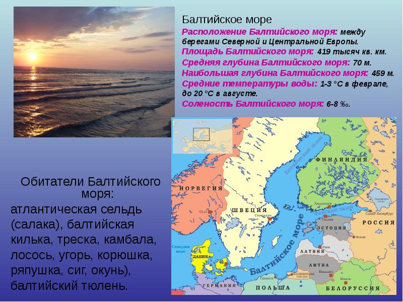 Обитатели Балтийского моря: атлантическая сельдь (салака), балтийская килька, треска, камбала, 