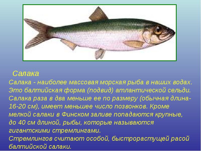 Салака   Салака  Салака - наиболее массовая морская рыба