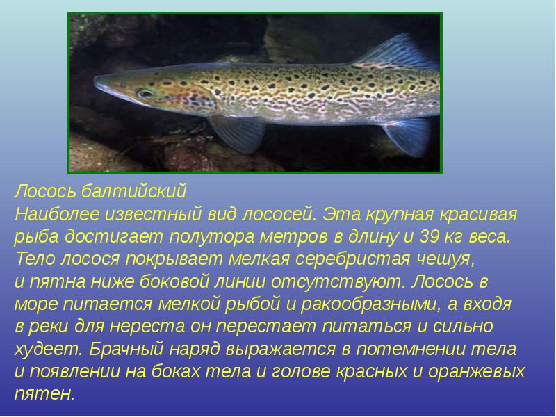 Лосось балтийский Лосось балтийский Наиболее известный вид лососей. Эта крупная красивая