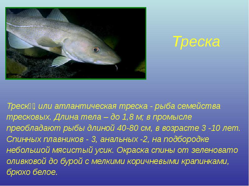 Треска Треска́, или атлантическая треска - рыба семейства тресковых. Длина тела