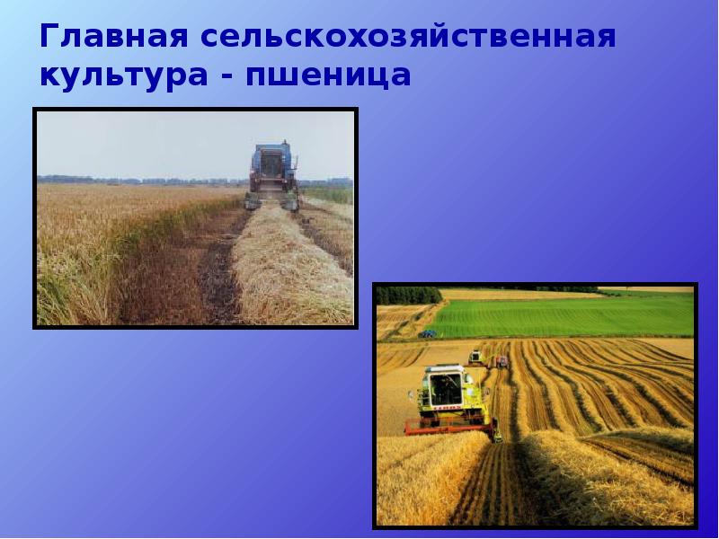 Главная сельскохозяйственная культура - пшеница