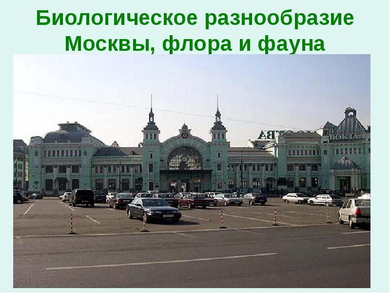 Флора и фауна москвы презентация