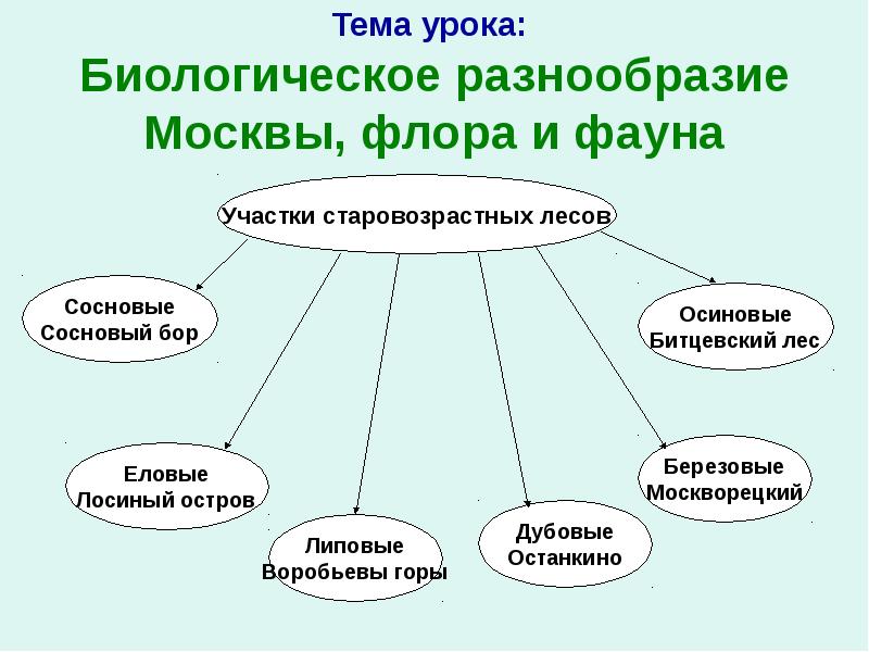 Флора и фауна москвы презентация