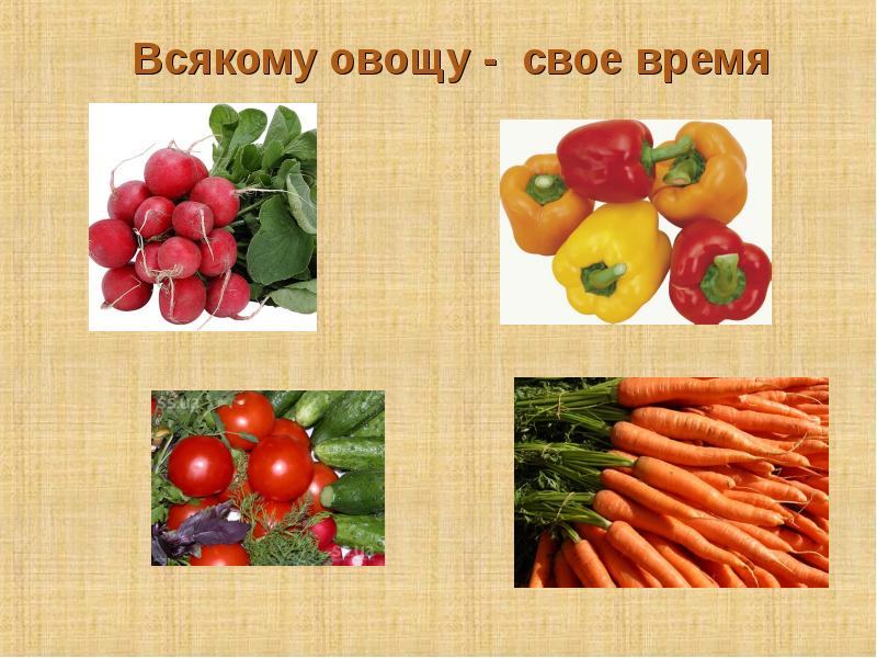 Презентация заготовка продуктов 7 класс презентация