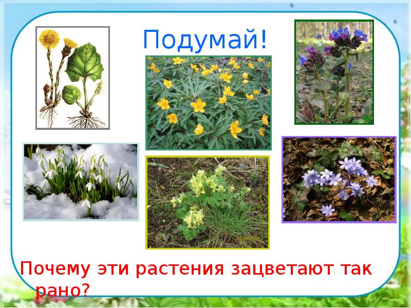 Подумай!
Почему эти растения зацветают так рано? Подумай!
Почему эти растения зацветают так рано?
