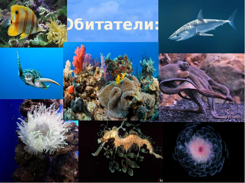 Обитатели: Обитатели: