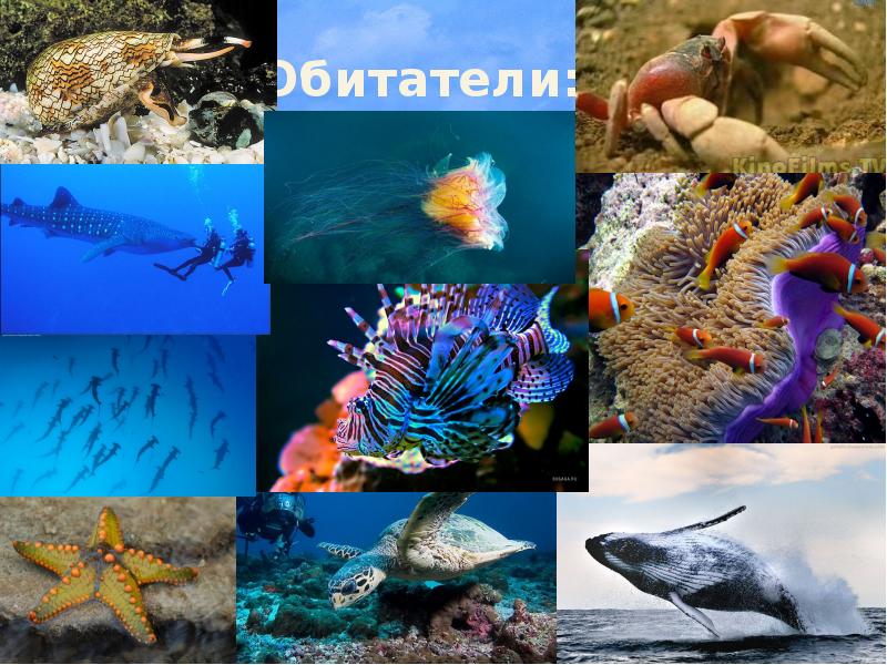 Обитатели: Обитатели: