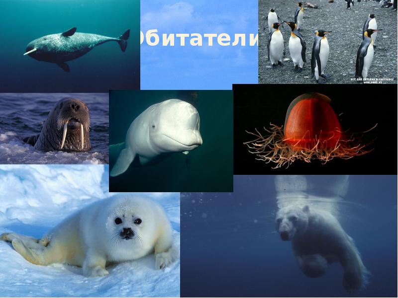 Обитатели: Обитатели: