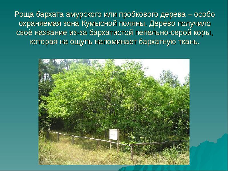 Роща бархата амурского или пробкового дерева – особо охраняемая зона Кумысной
