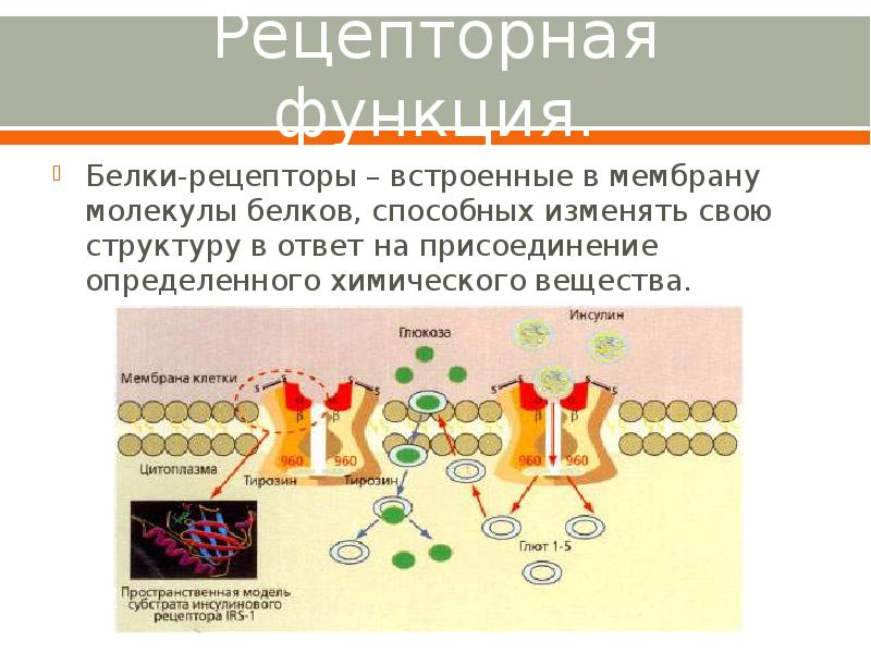 Рецепторная функция. Белки-рецепторы – встроенные в мембрану молекулы белков, способных изменять