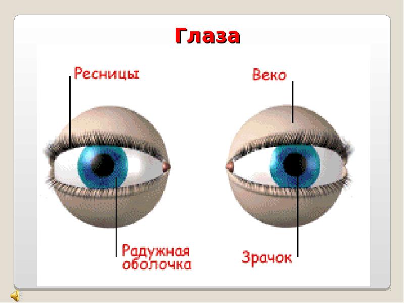 Проект про зрение человека