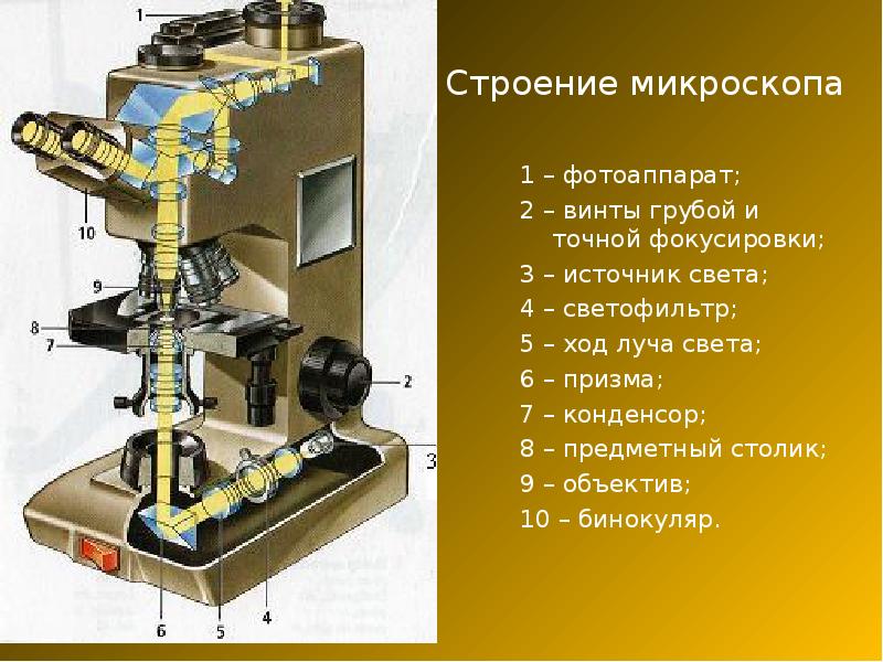 Строение микроскопа 1 – фотоаппарат; 2 – винты грубой и точной