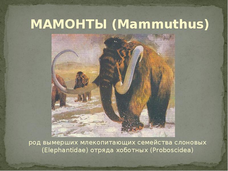 Мамонт это млекопитающее или нет. Mammuthus (мамонты). мамонт презентация. презентация на тему мамонты. рассказ о мамонтах.