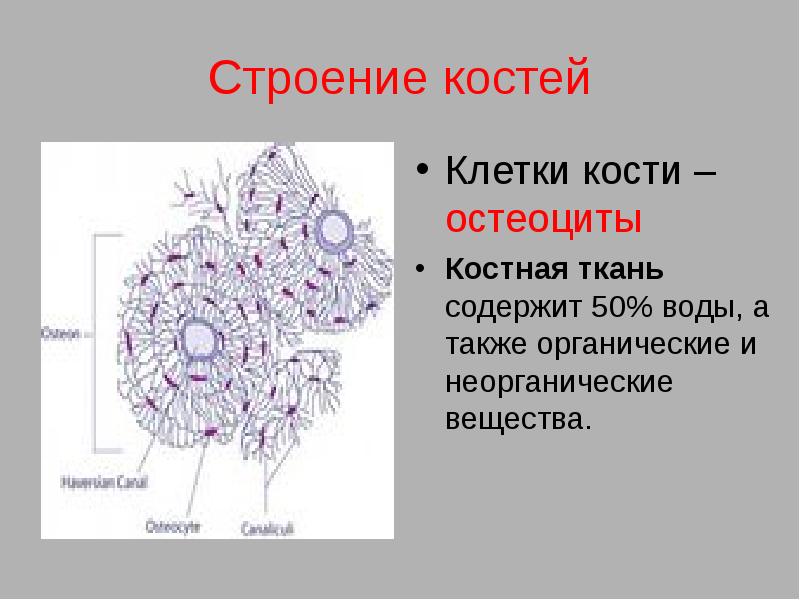 Костя клетка. Строение костной ткани остеоциты. Костная ткань структуру клетки. Клетки костной ткани остеоциты. Костные клетки в костной ткани.