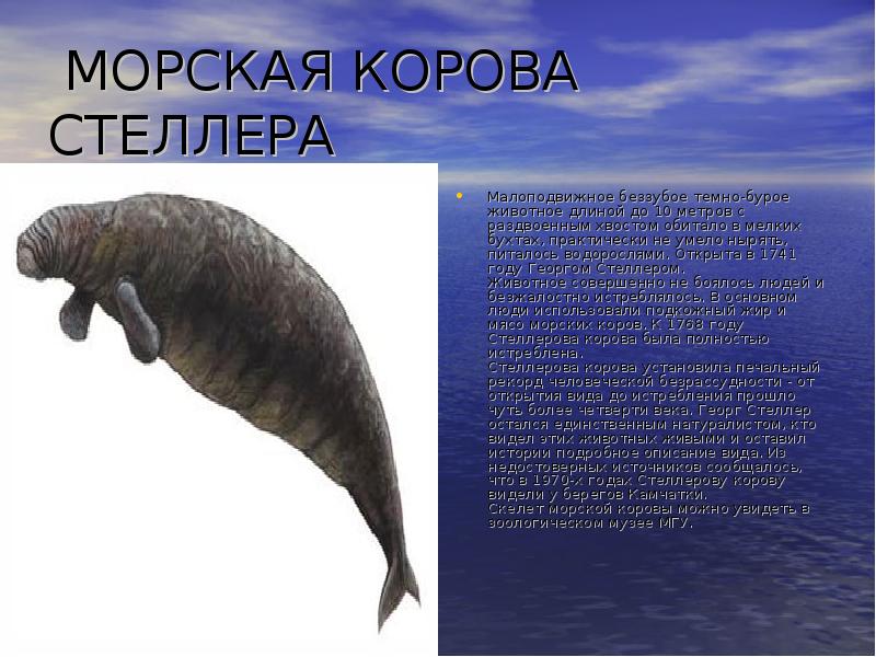 МОРСКАЯ КОРОВА СТЕЛЛЕРА Малоподвижное беззубое темно-бурое животное длиной до 10 метров
