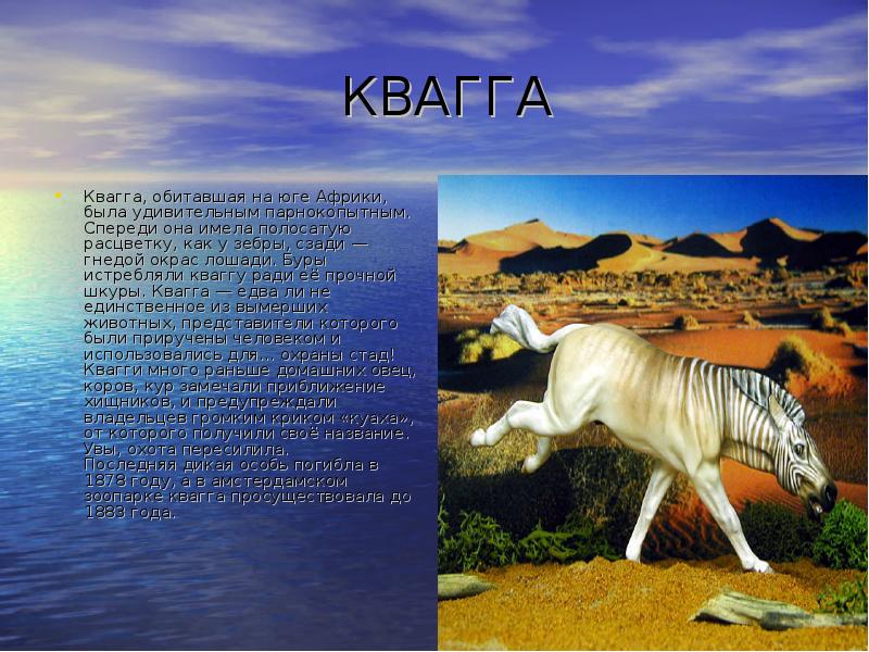 КВАГГА Квагга, обитавшая на юге Африки, была удивительным парнокопытным. Спереди она
