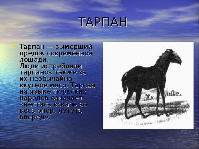 ТАРПАН Тарпан — вымерший предок современной лошади. Люди истребляли тарпанов также