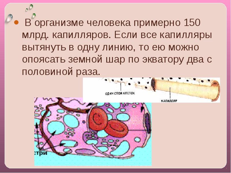 Длина капилляров в теле человека составляет около. Капилляры в организме человека. Интересный факт о капиллярах. Сообщение на тему транспорт веществ. Значение транспорта веществ в организме.