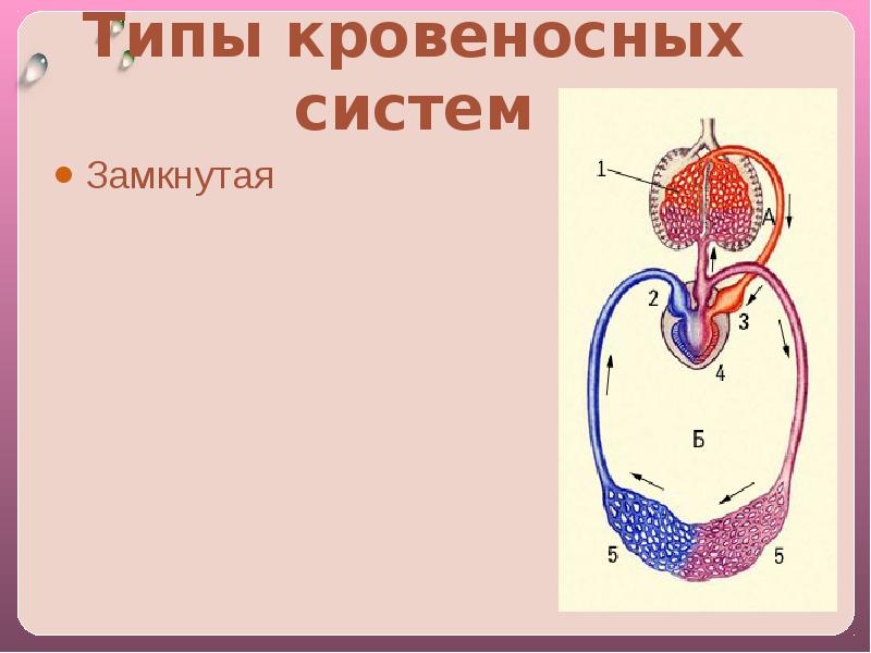 Типы кровеносных систем. Виды кровеносной системы. Кровеносная система транспорт веществ. Схема замкнутой кровеносной системы.