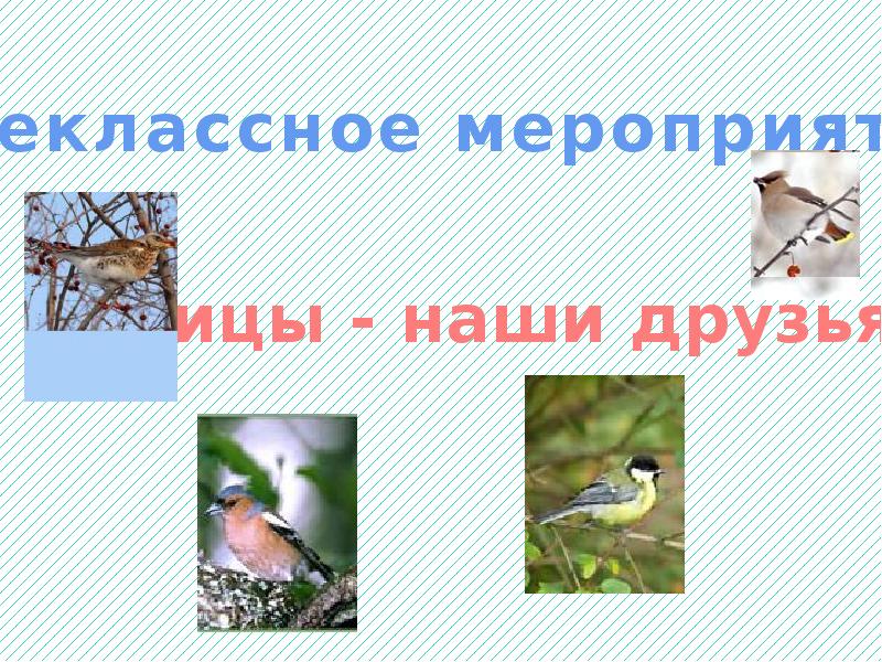 Птицы наши друзья презентация