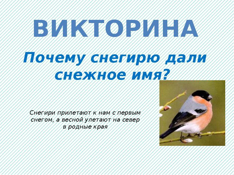 Проект птицы наши друзья