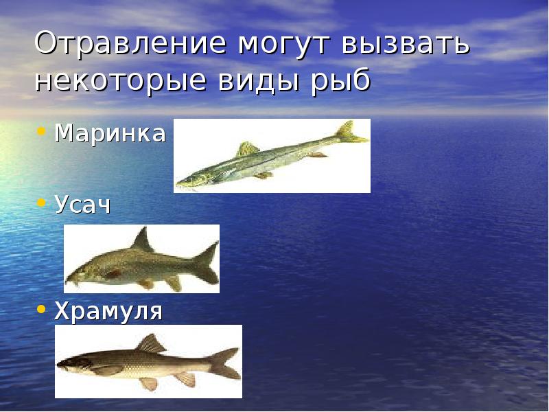 Отравление могут вызвать некоторые виды рыб Маринка Усач Храмуля